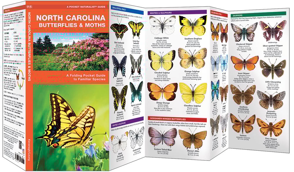 Types Of Moths Nc