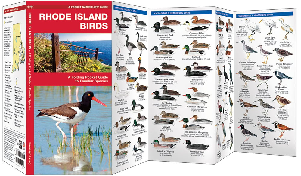 Rhode Island Birds (Pocket Naturalist® Guide)