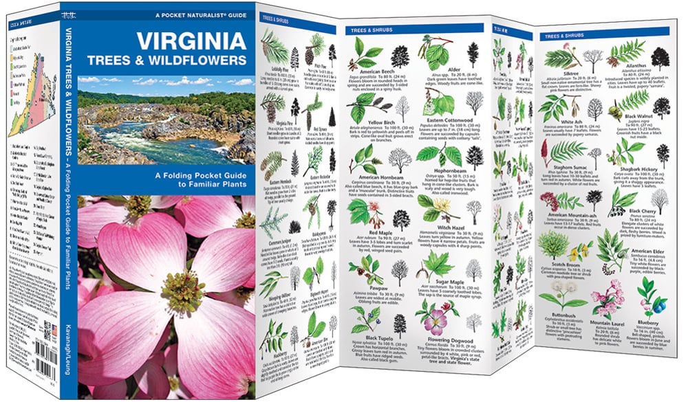 Virginia Trees & Wildflowers (Pocket Naturalist® Guide)