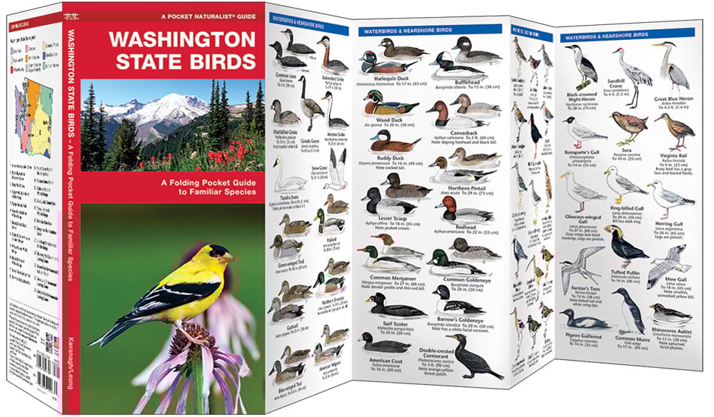 Washington State Birds (Pocket Naturalist® Guide)