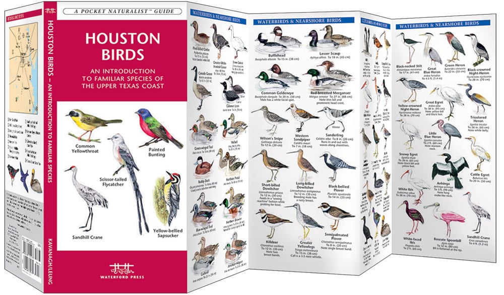 Houston Birds (Pocket Naturalist® Guide)