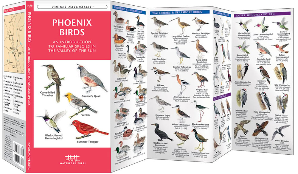 Phoenix Birds (Pocket Naturalist® Guide)