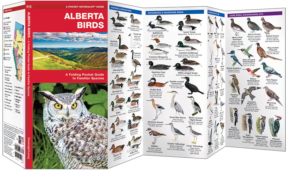 Alberta Birds, 2nd Edition (Pocket Naturalist® Guide)