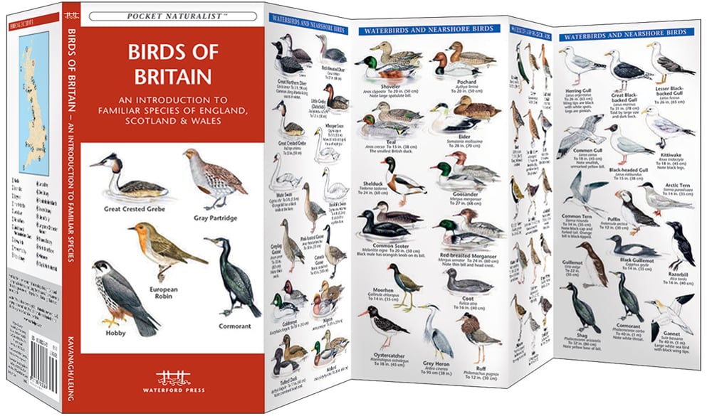 Birds of Britain (Pocket Naturalist® Guide)