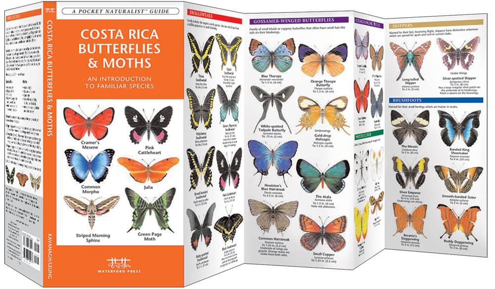 Costa Rica Butterflies & Moths (Pocket Naturalist® Guide)