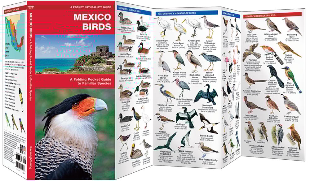 Mexico Birds (Pocket Naturalist® Guide)