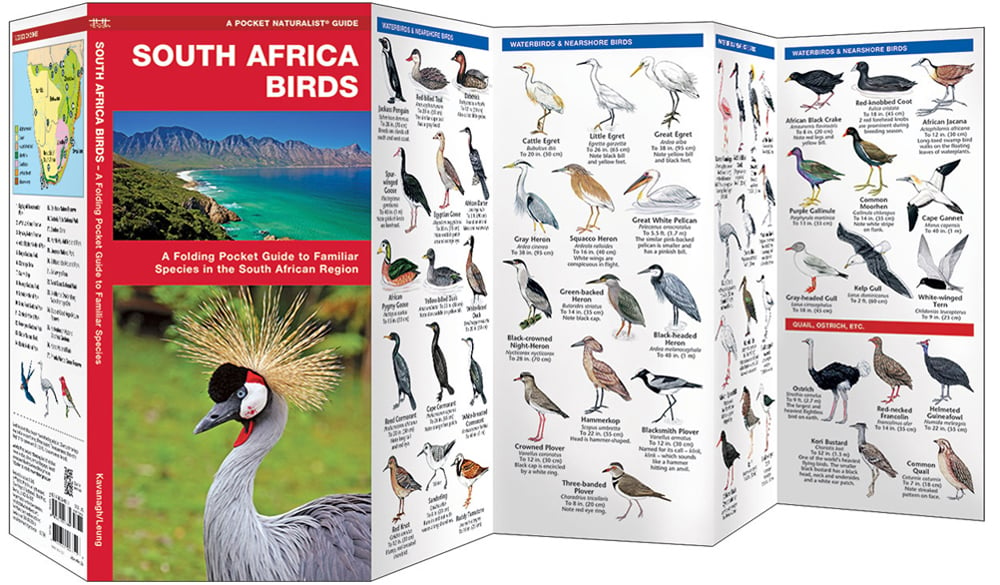 South Africa Birds (Pocket Naturalist® Guide)