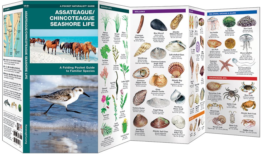 Assateague/Chincoteague Seashore Life (Pocket Naturalist® Guide)