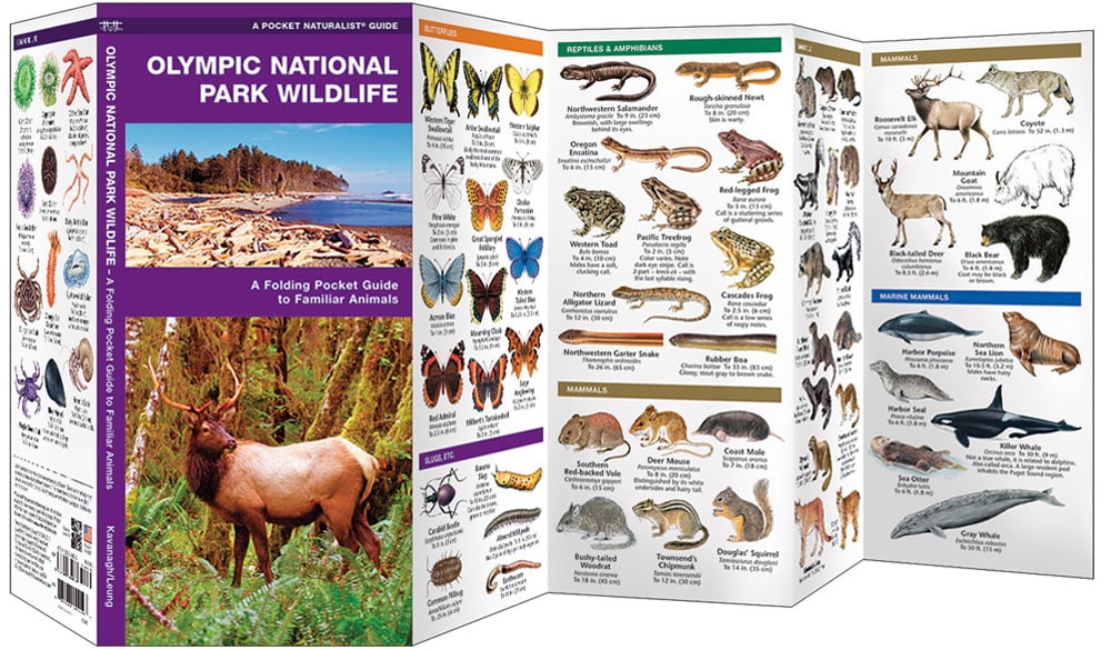 Olympic National Park Wildlife (Pocket Naturalist® Guide)