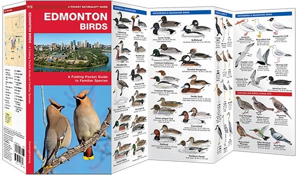 Edmonton Birds (Pocket Naturalist® Guide)