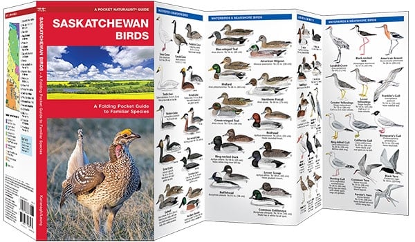 Saskatchewan Birds (Pocket Naturalist® Guide)