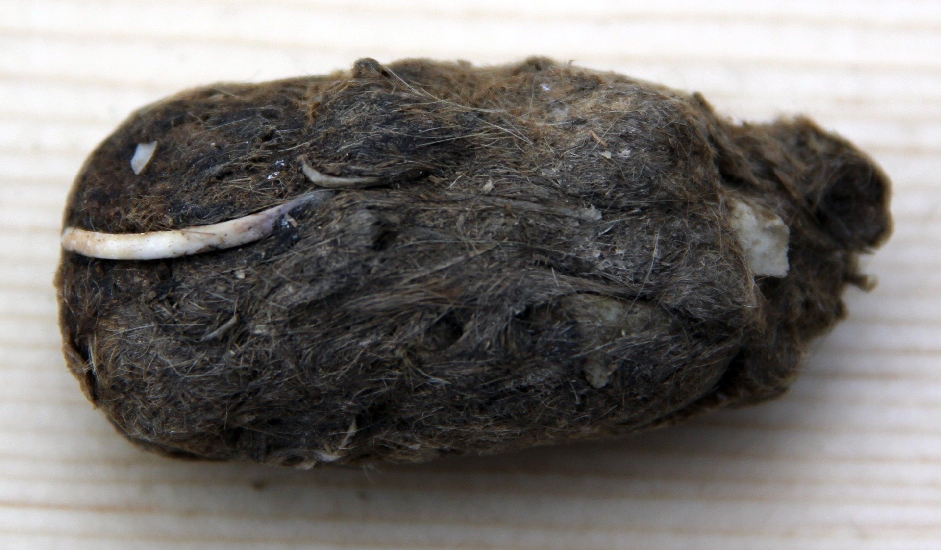 Barn Owl Pellet (Regular)