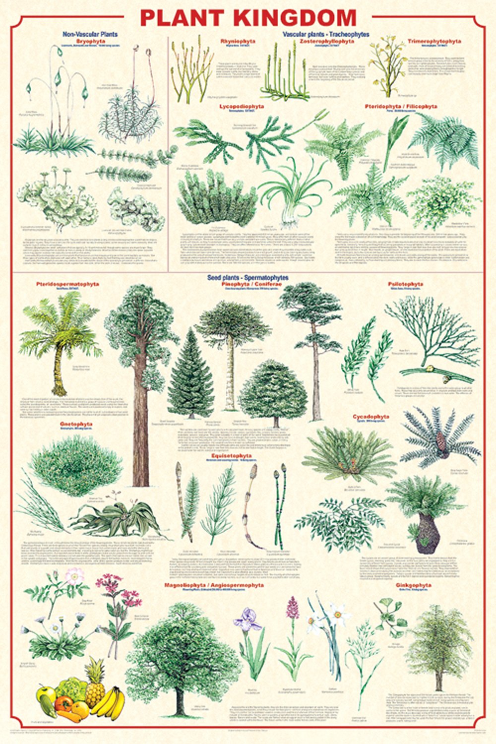 Plant Kingdom (Laminated Poster)