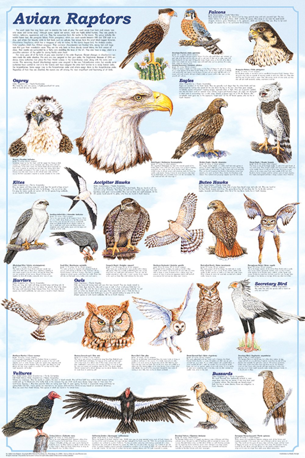 Avian Raptors (Laminated Poster)