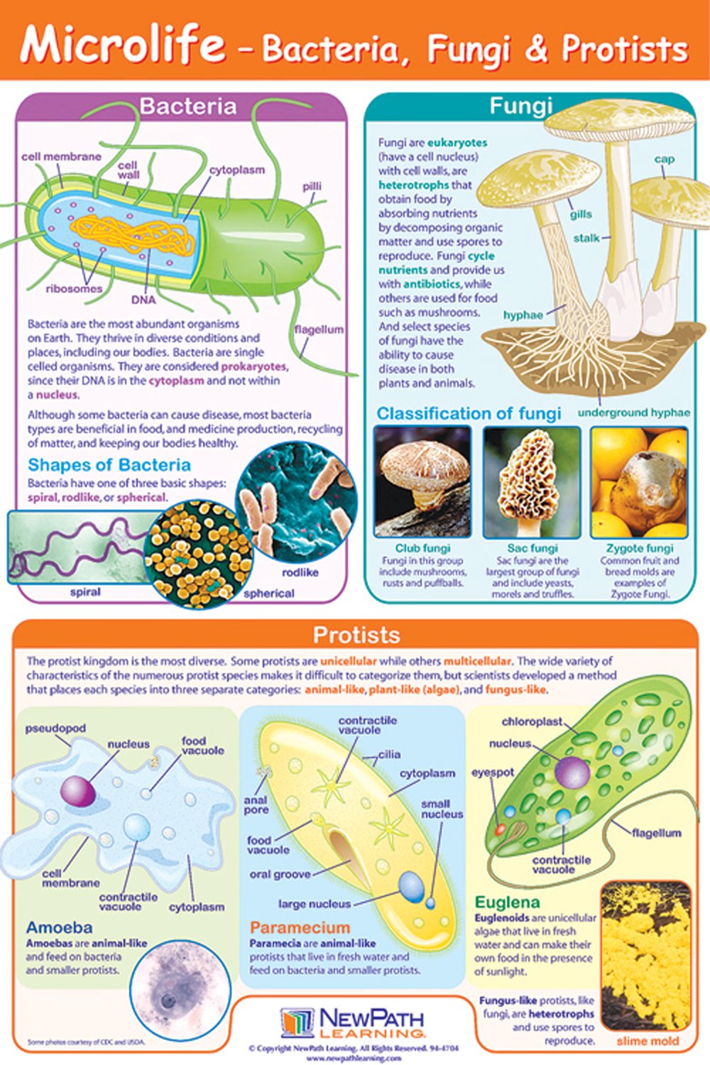 Microlife (Laminated Poster)