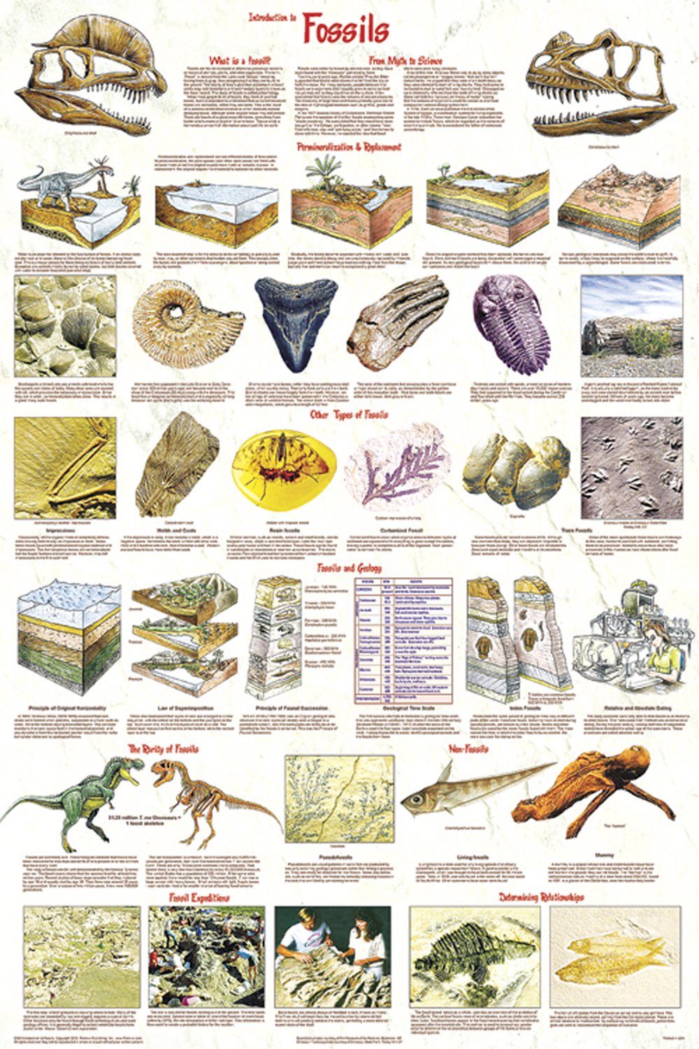 Fossils (Laminated Poster)