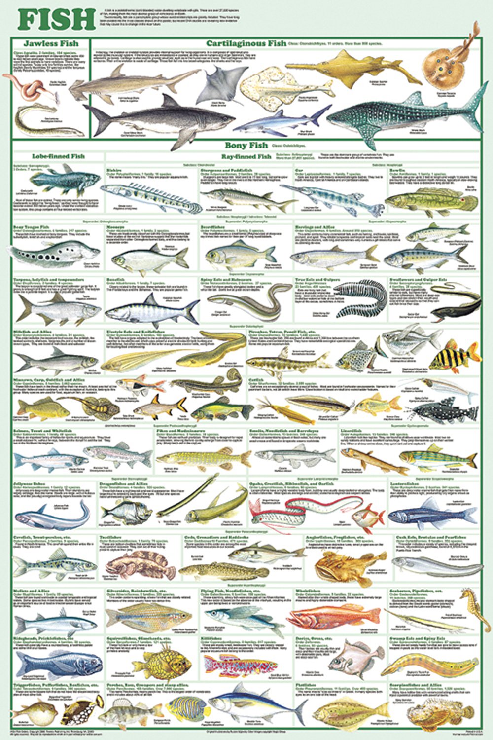Fish (Laminated Poster)