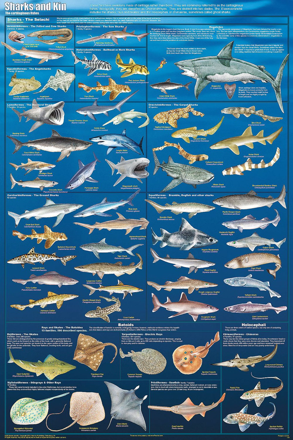 Sharks & Kin (Laminated Poster)