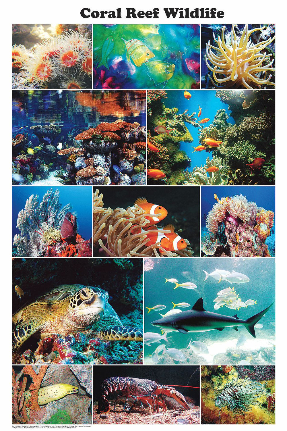 Coral Reef Wildlife (Laminated Poster)