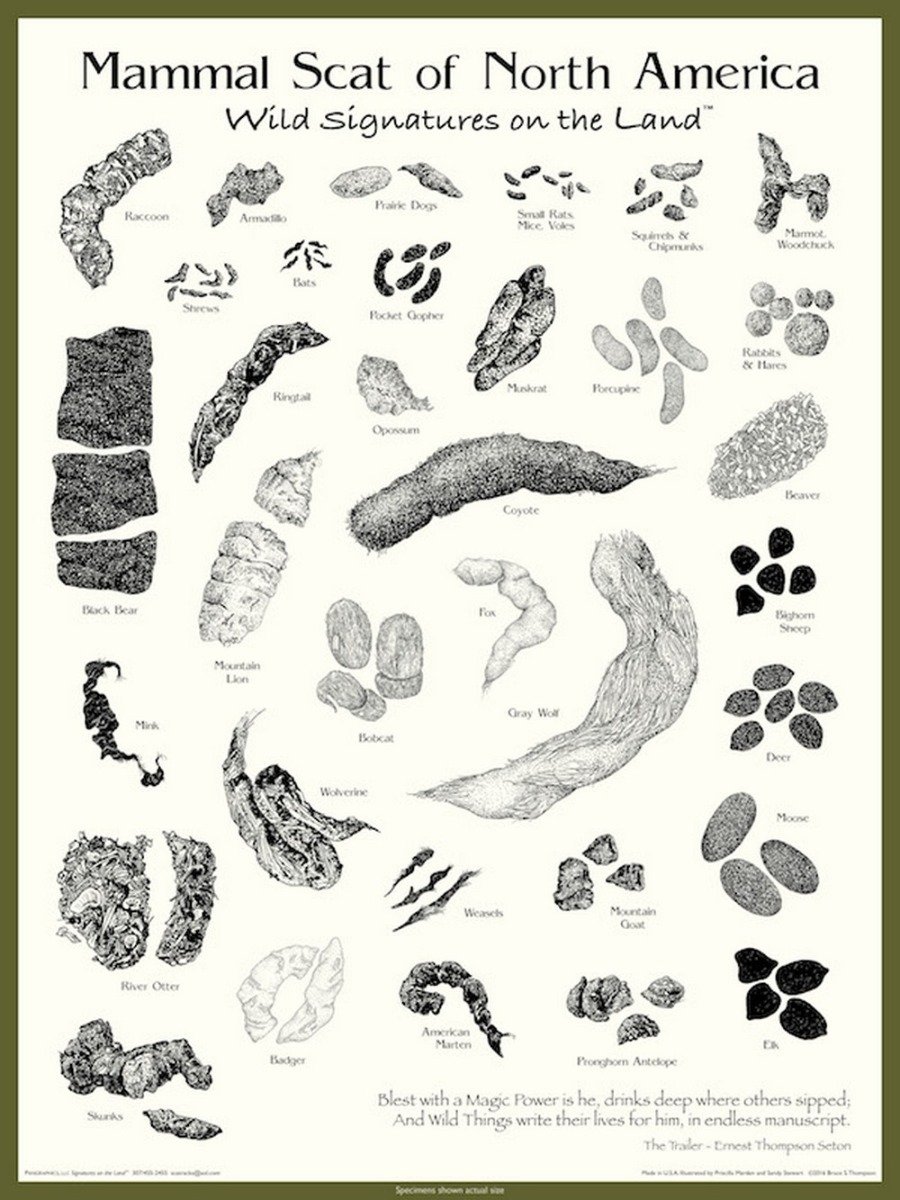 Mammal Scat of North America Poster Wild Signatures on the Land