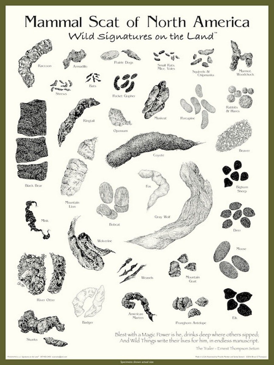 Mammal Scat of North America Poster: Wild Signatures on the Land