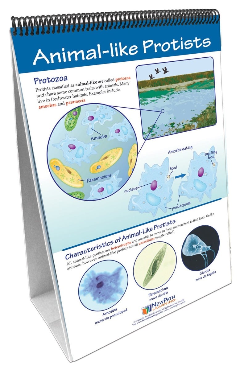 Protists: Pond Microlife Flip Chart®