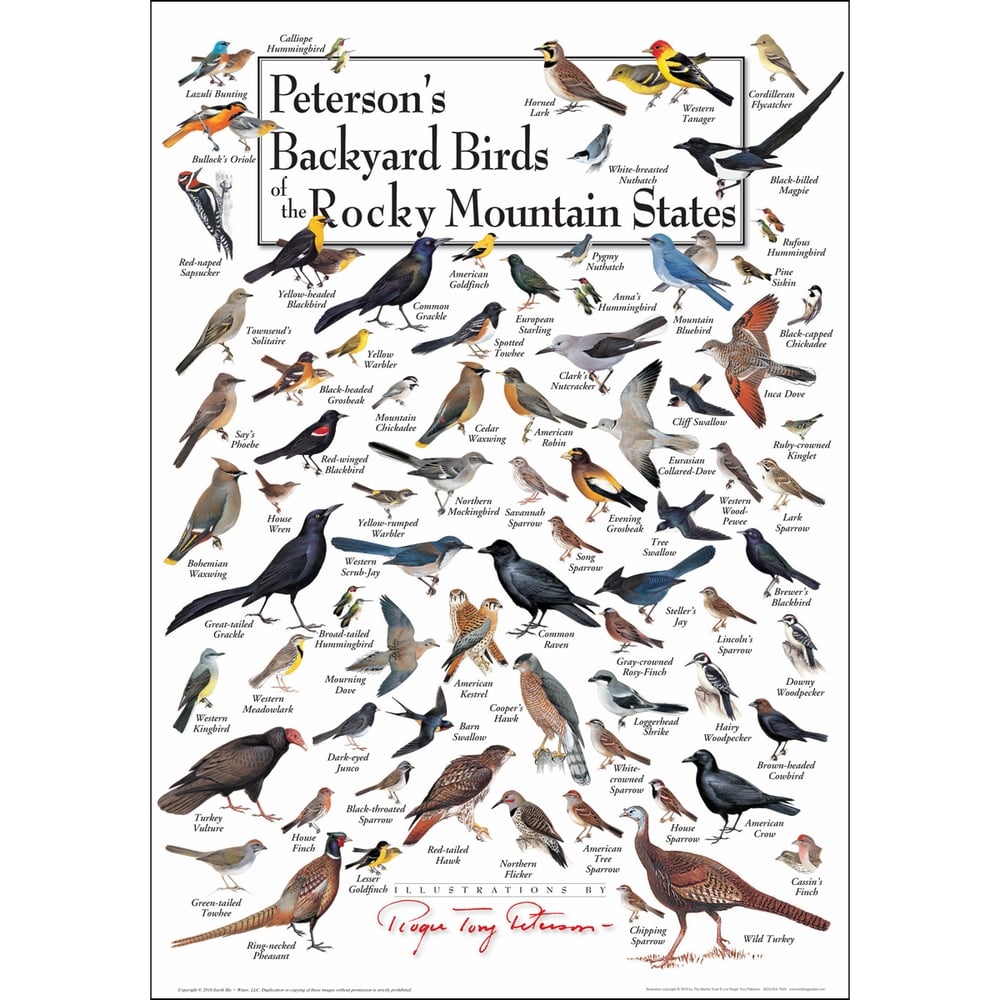 Peterson S Backyard Birds Of The Rocky Mountain States Poster