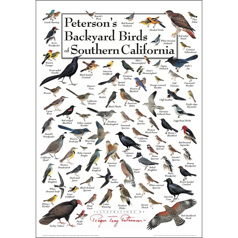 Peterson S Backyard Birds Of Southern California Poster,Three Way Switch Diagram