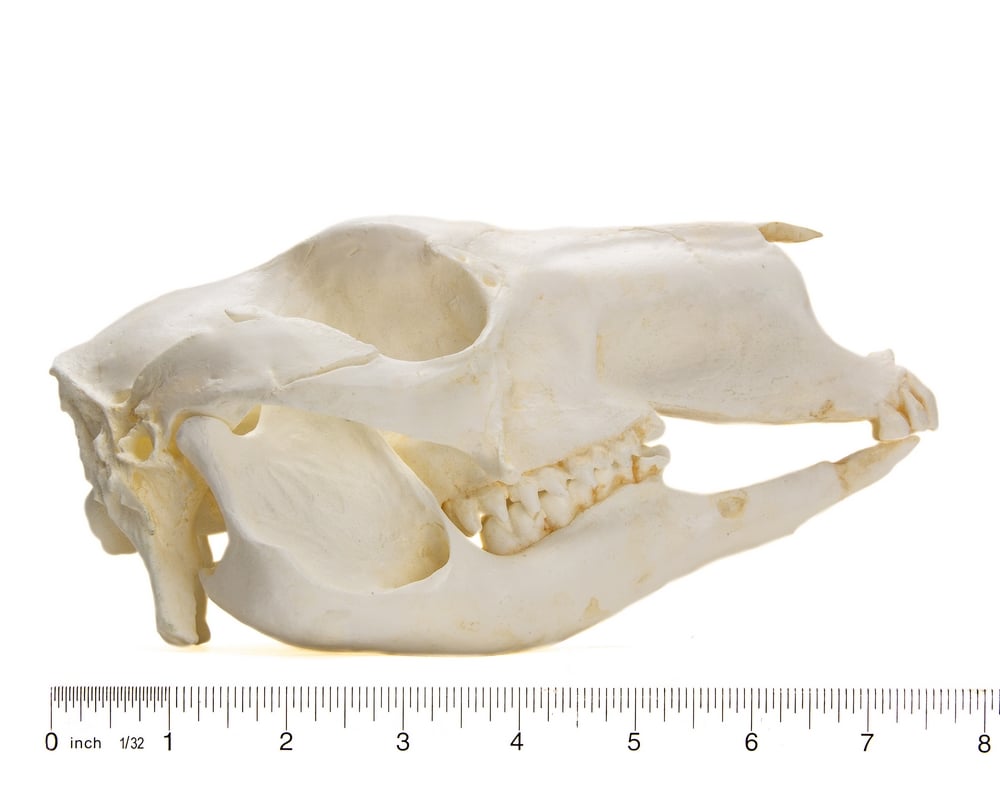 Kangaroo (Red) Skull Replica