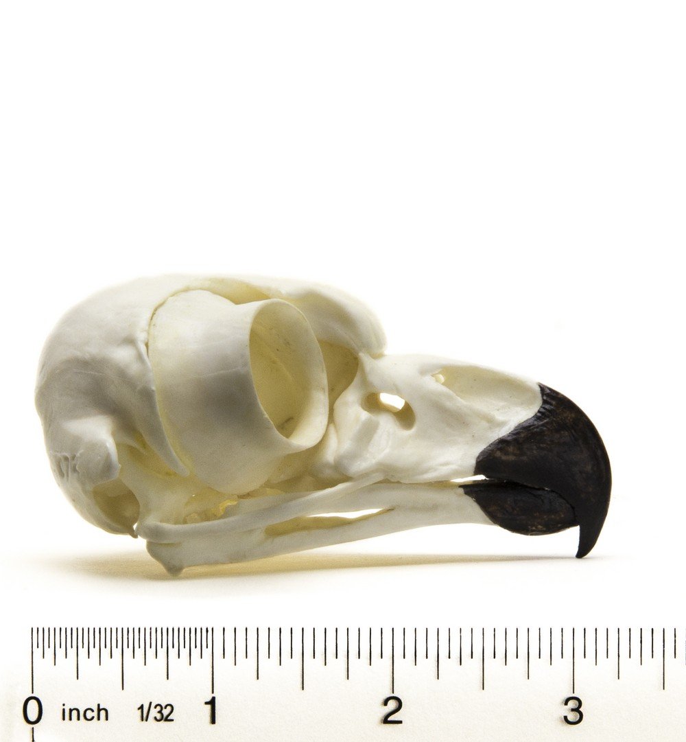 Owl (Great Horned) Skull Replica