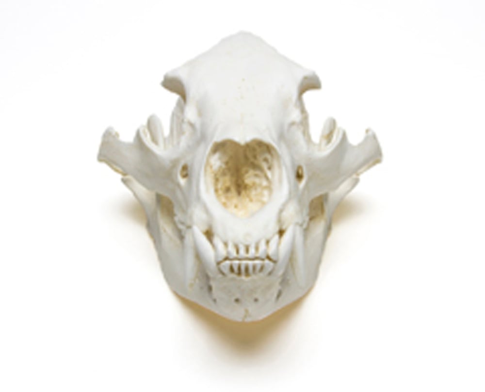 Details about   Huge North American black bear skull taxidermy plastic cast REPLICA 