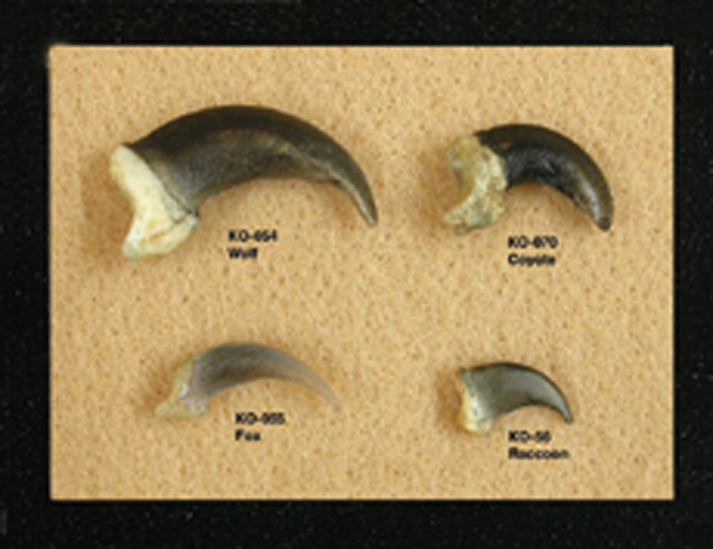 Mammal Claws Display (Fox, Coyote, Wolf, Raccoon)
