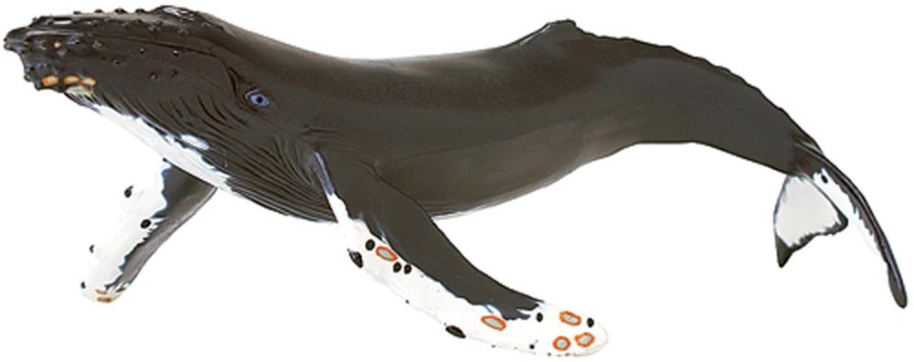 Whale (Humpback) Model