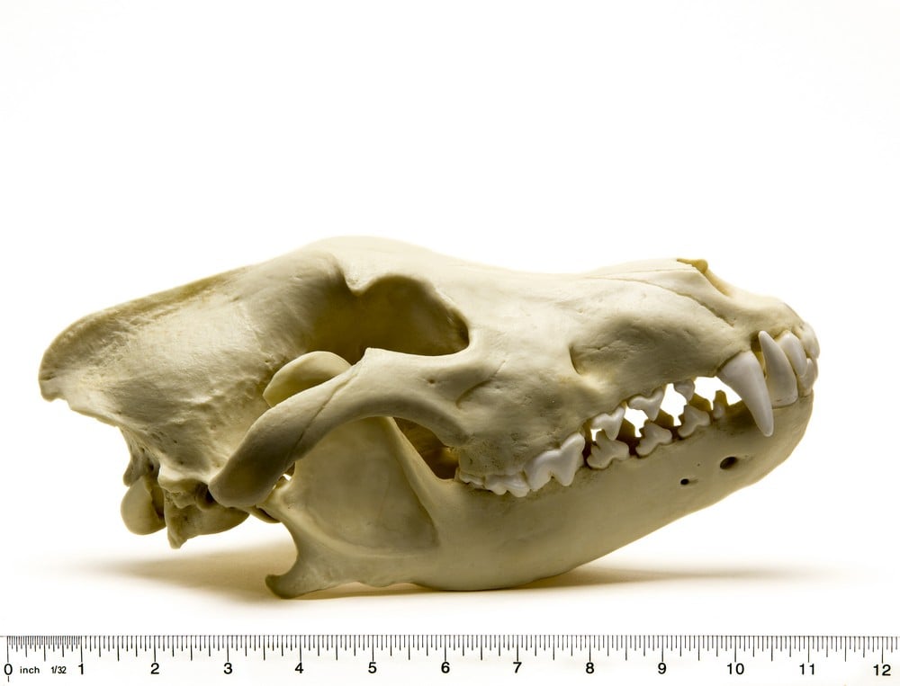Wolf (Alaskan Gray) Skull Replica