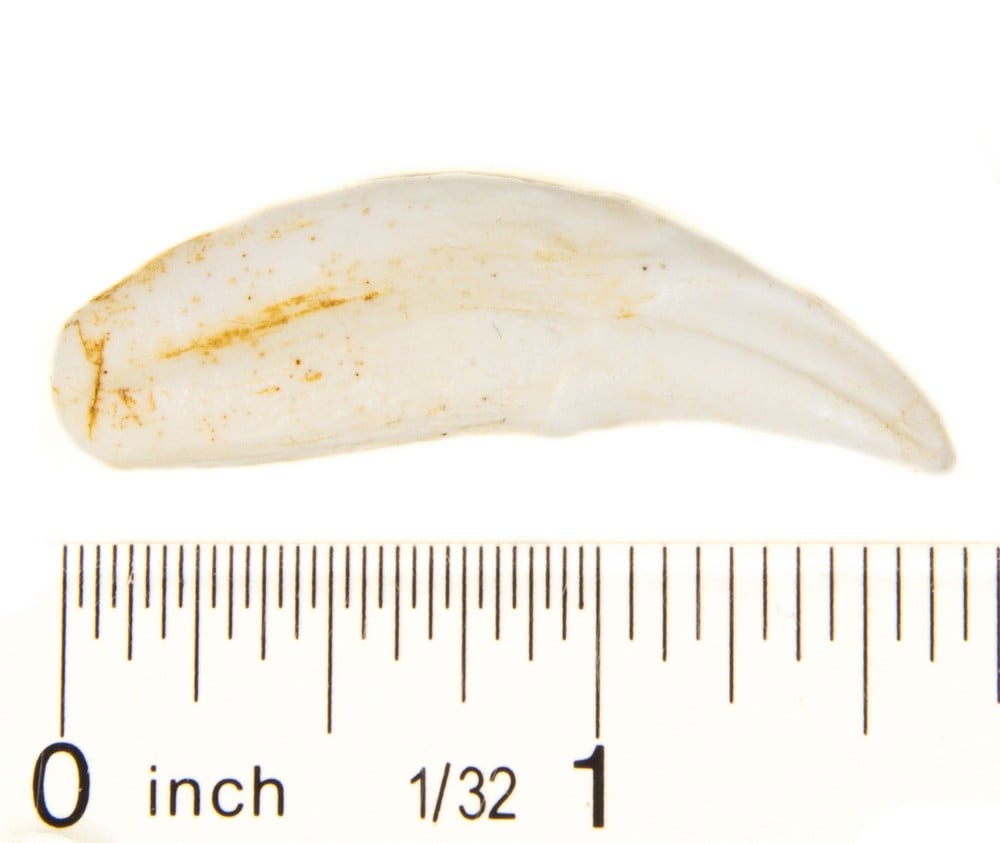 Wolf (Gray) Canine Tooth Replica