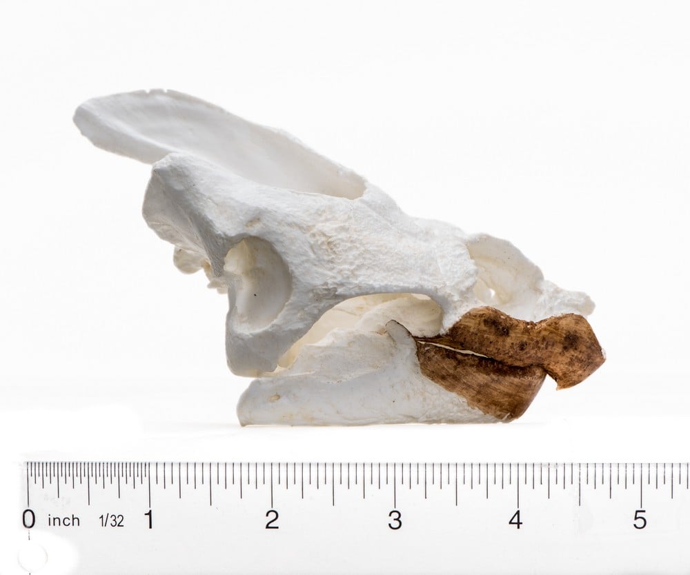 Turtle (Common Snapping) Skull Replica