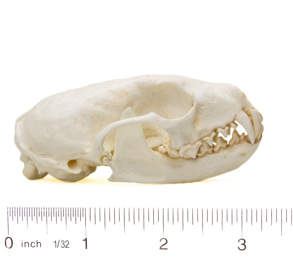 Marten (American) Skull Replica