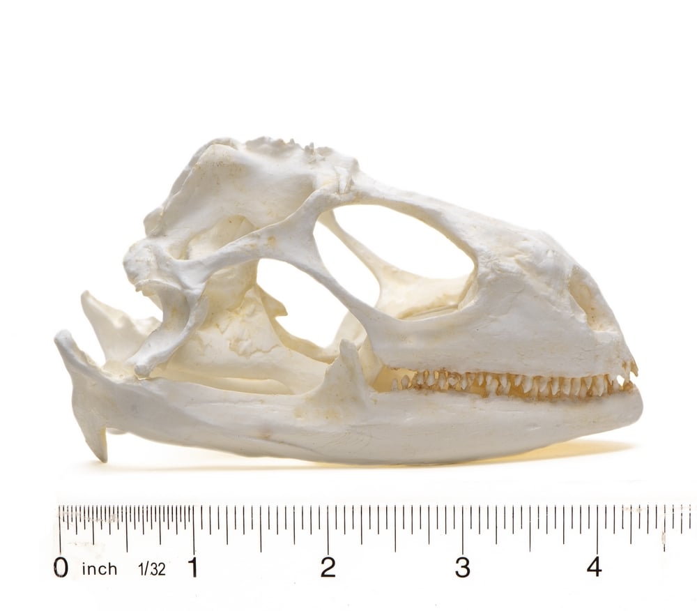 Iguana (Green) Skull Replica