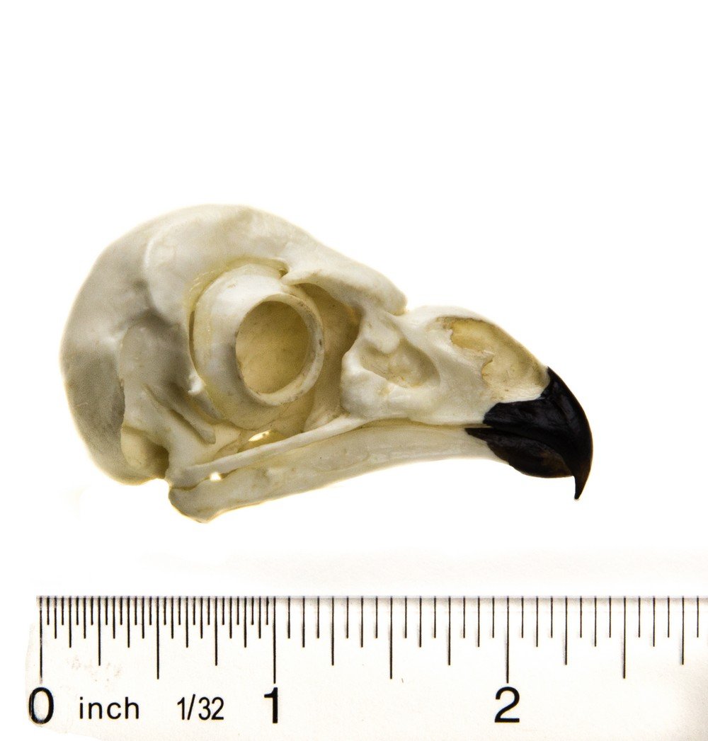 Owl (Short-Eared) Skull Replica