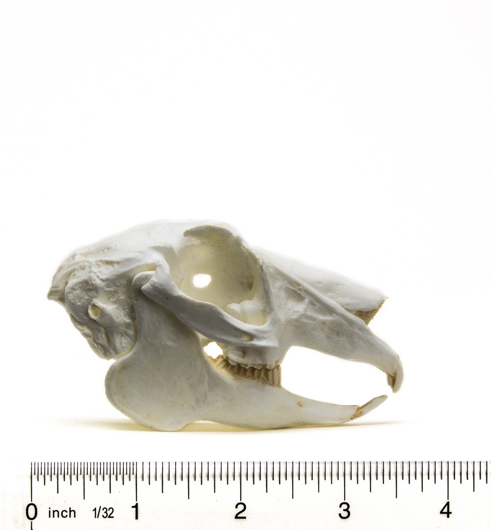 Rabbit (Jack) Skull Replica