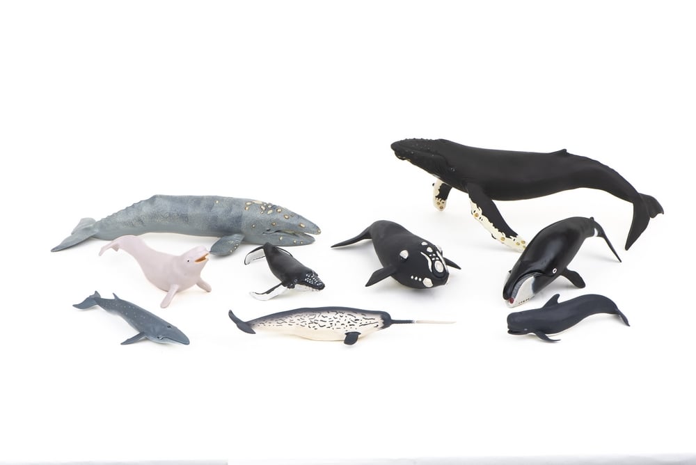 Whales Model Collection (Discounted Set of 9 Models)