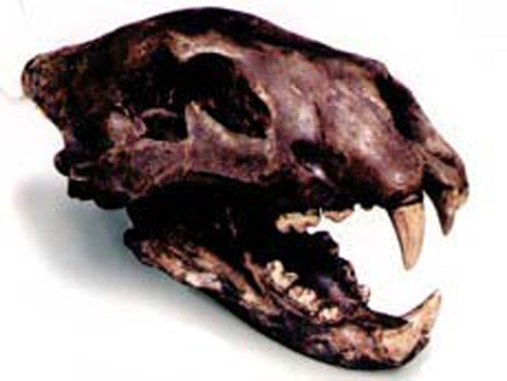 Lion (American) Fossil Skull Replica
