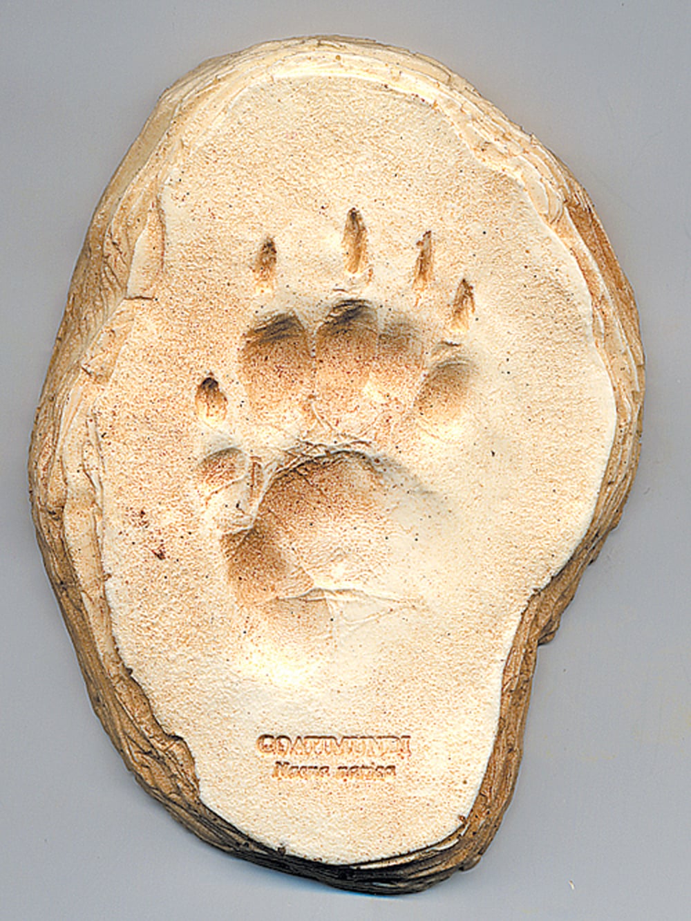 Coatimundi Track Cast (Small Plaque)