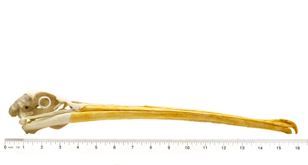 Pelican (White) Skull Replica