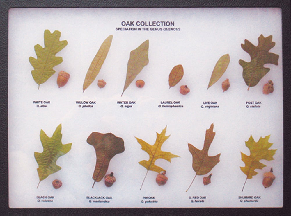 Oak Leaf and Acorn Display (Eastern Oaks)