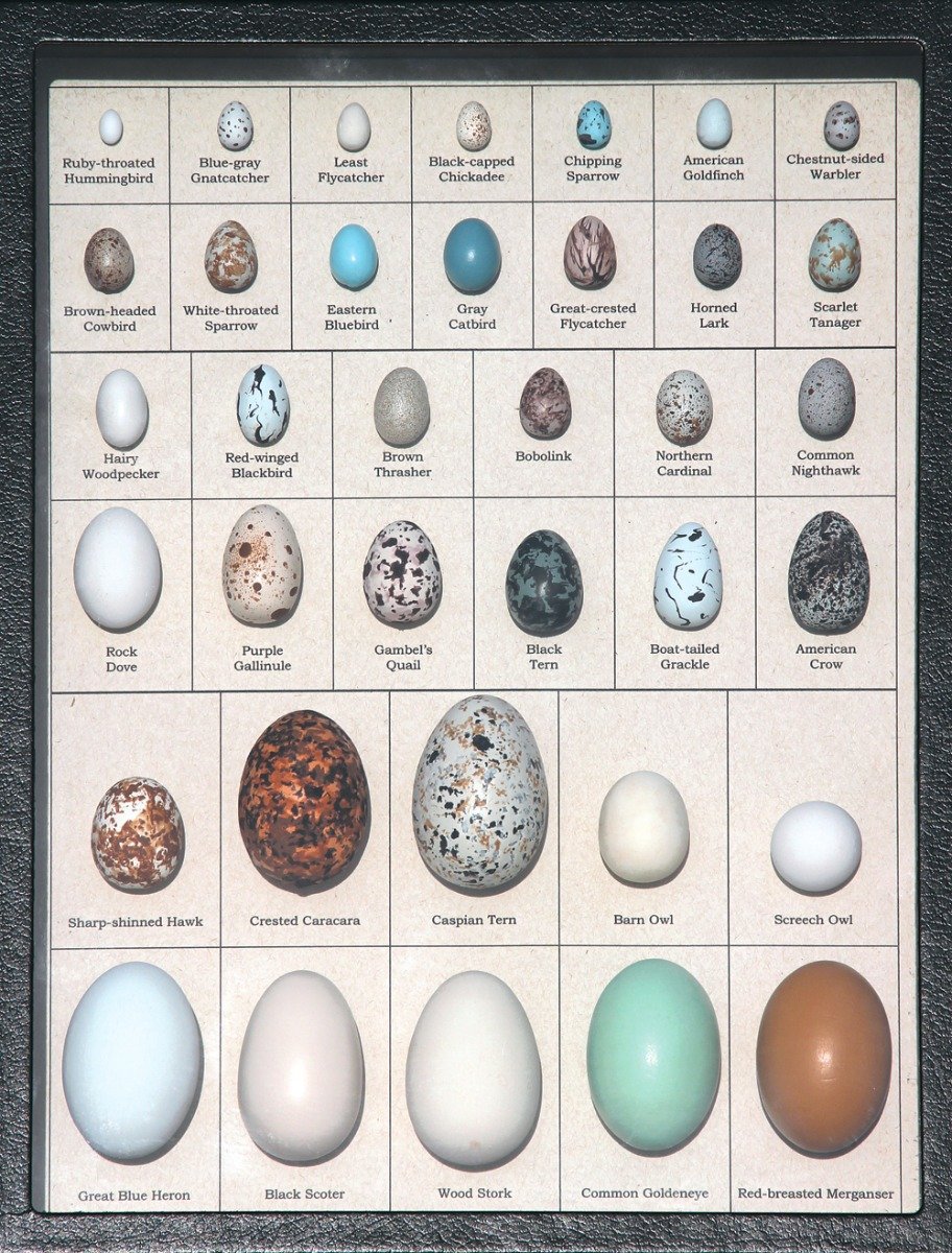 Eggs of North American Birds Display