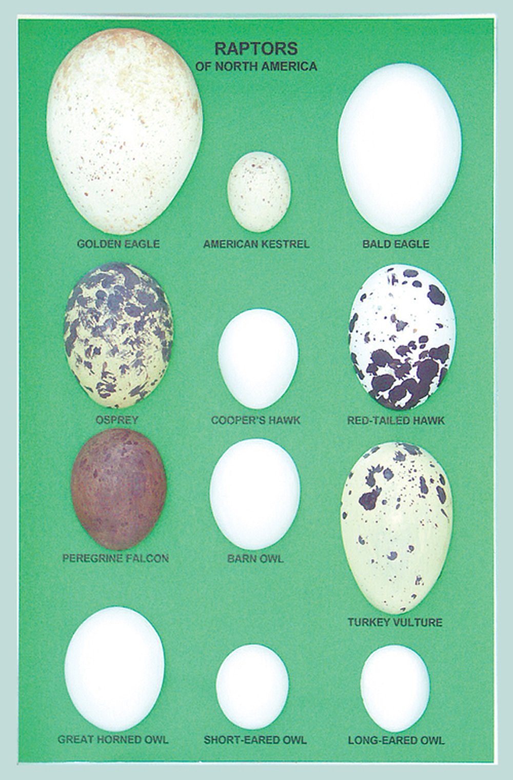 Eggs of North American Raptors Display