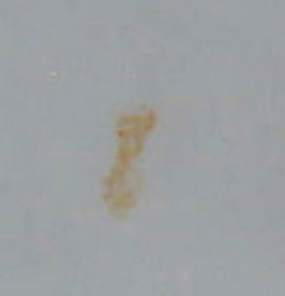 Grantia (Sponge) Skeleton Prepared Microscope Slide