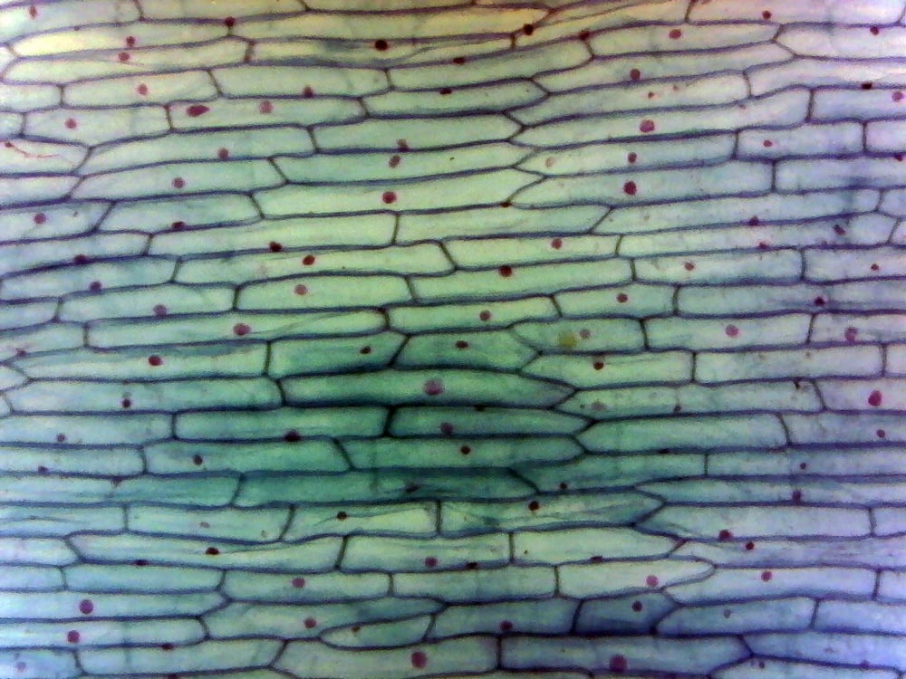 Onion Bulb (Epidermis, Whole Mount) Prepared Microscope Slide