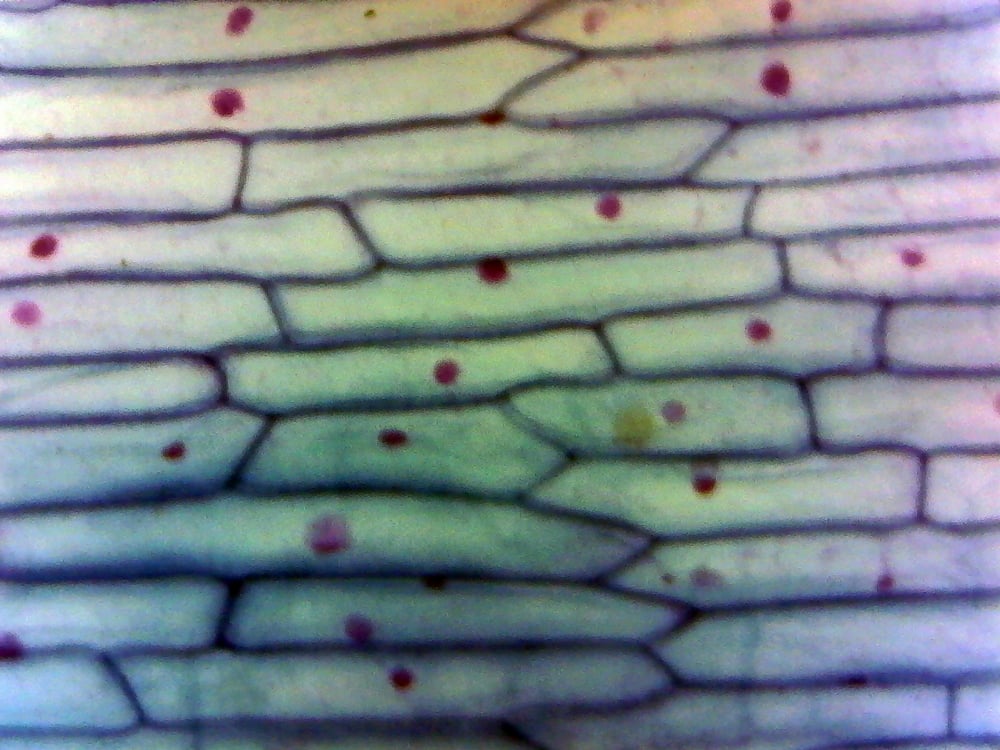 Onion Bulb (Epidermis, Whole Mount) Prepared Microscope Slide